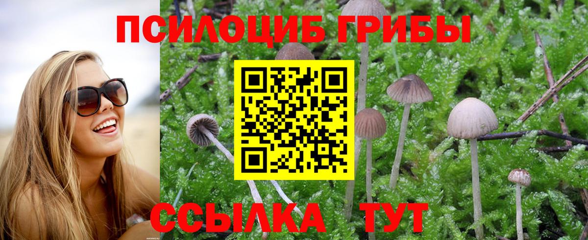 Прохладный  Псилоцибиновые грибы мухоморы  Вход с VPN 